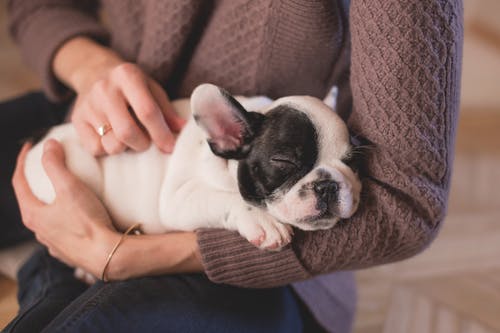 Veterinarians: Why are They Essential For Your Pet’s Health?
