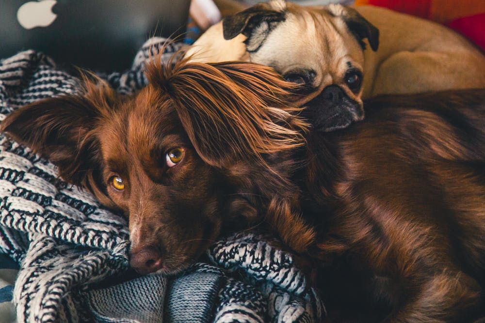 Responsible Pet Ownership: What Do Your Pets Need?