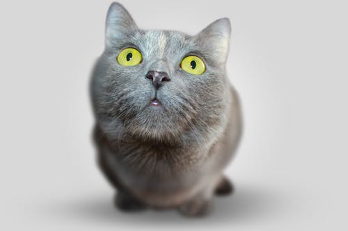 Important Things To Know About Pet Emergency Services