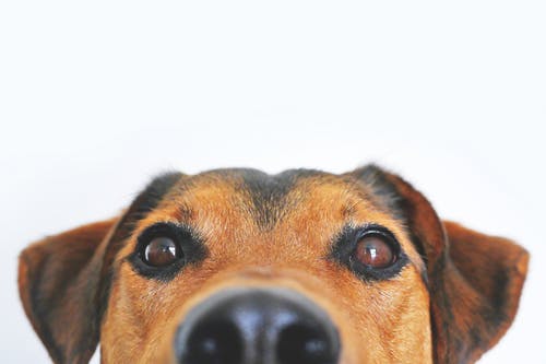 A Guide on How to Respond to Pet Emergencies