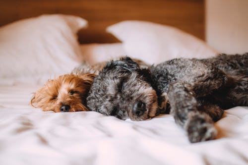 What Are Holistic Therapies for Pets?