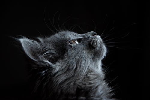 What You Need to Know When Traveling With Your Pet