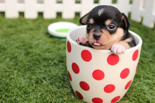 Dog Emergency: What Are Its Signs?