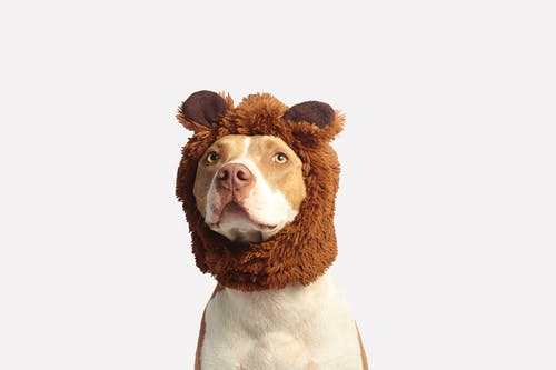 Top 3 Things a Responsible Pet Owner Should Know