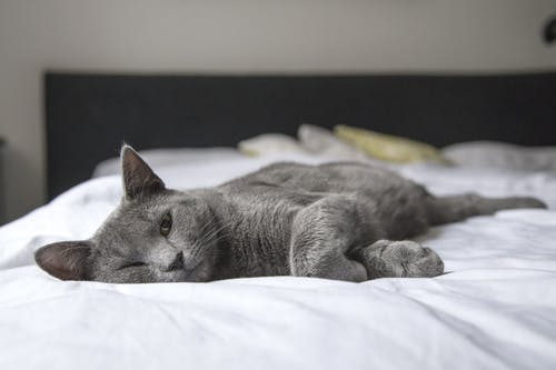 Signs of a Sick Dog: What You Need to Know