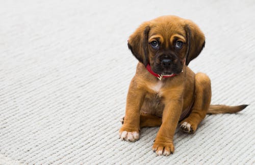What You Need to Know Before Reserving Pet Boarding