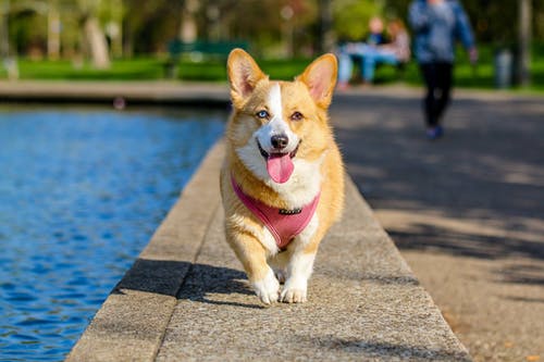 What It Means to Have a Pet Wellness Plan
