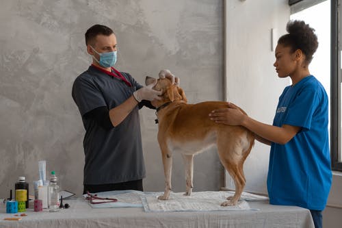 4 Techniques for Lessening Kennel Stress While Boarding Pets
