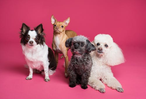 Giving the Right Care and Attention to Your New Pet