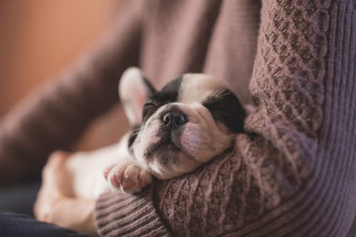 How to Take Care of Elderly Pets