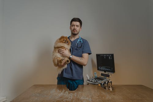 Creating a Stress-Free Boarding Experience for Your Pet