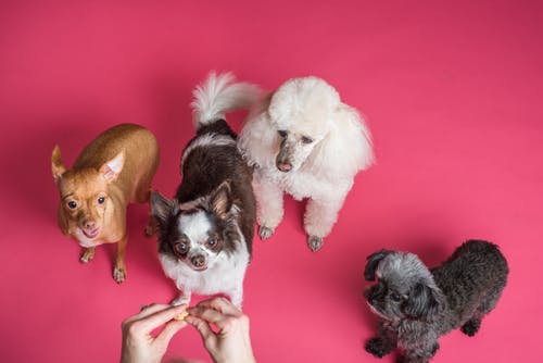 When is it Time for Your Pet’s First Dental Visit? Expert Advice on Caring for Your Furry Friend’s Pearly Whites