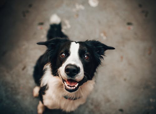 Dental Care for Your Pets – When, Where, and How Often? Uncover the Answers to Your Burning Questions