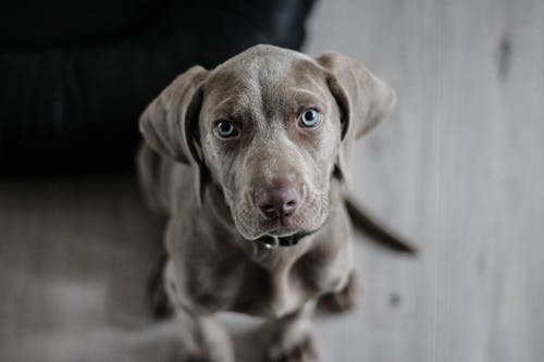 Exploring the Solutions That Can Improve Your Pet’s Quality of Life