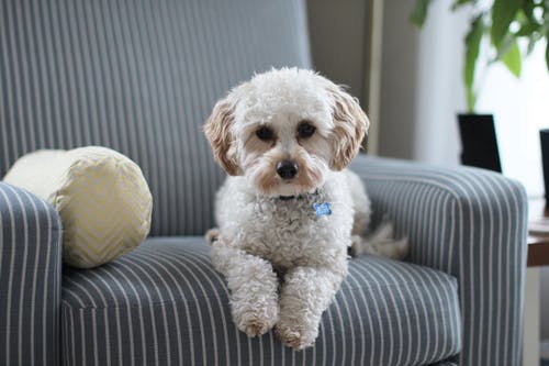 Essential Guide to Decoding Your Pet’s Dental Needs and Schedule Their Appointments