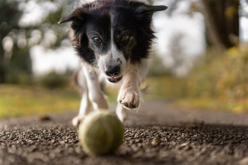 The Science of Cold Laser Therapy: How Non-Invasive Treatments Can Improve Your Pet’s Quality of Life