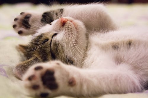 Your Pet’s Health on the Line: The Importance of Vaccinations