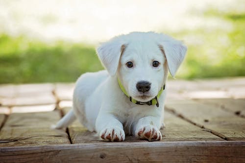 Pet Surgery: Considering the Risks, Benefits, and Recovery Process