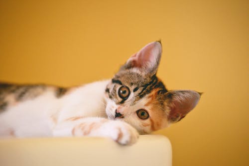 Who Are the Professionals in Charge of Your Pet’s Health? Meet the Experts Behind Veterinary Labs, Surgery, and Internal Medicine