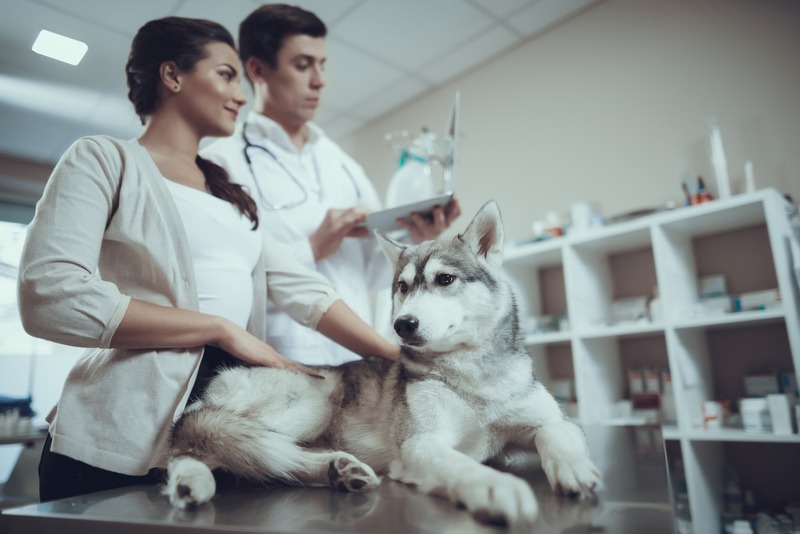 Which Symptoms Indicate a Vet Emergency for My Pet?