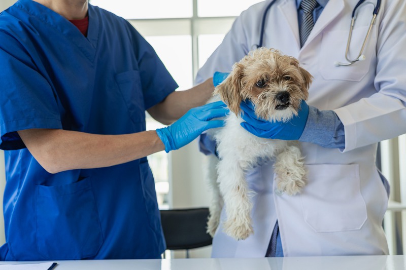 What Services Do Emergency Vets Offer for Pets?