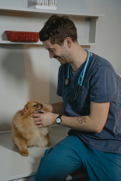 How Can I Keep My Pet Calm During a Vet Visit?