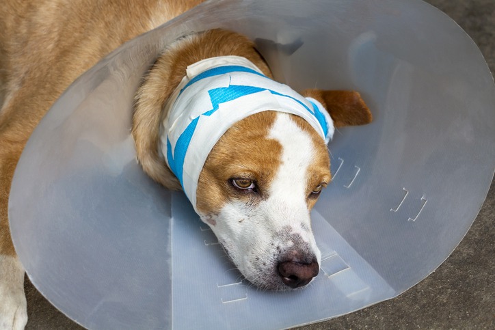 What Should I Expect After Pet Surgery?