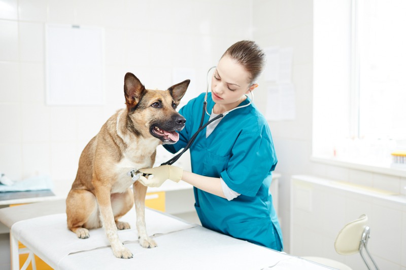 How Safe Is Laser Therapy in Vet Dentistry?