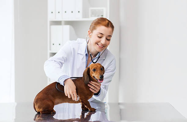How Can Full-Service Animal Hospitals Offer Comprehensive Care?