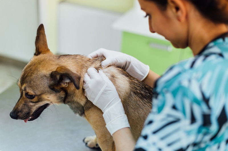 What Are the Signs Radiology Is Needed in Your Pet’s Post-Operative Period?